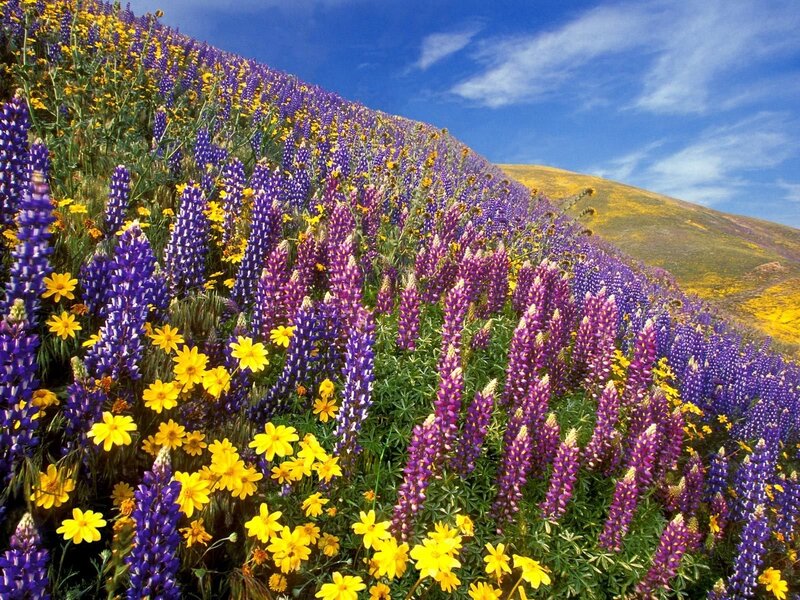 Colorful wildflower field
