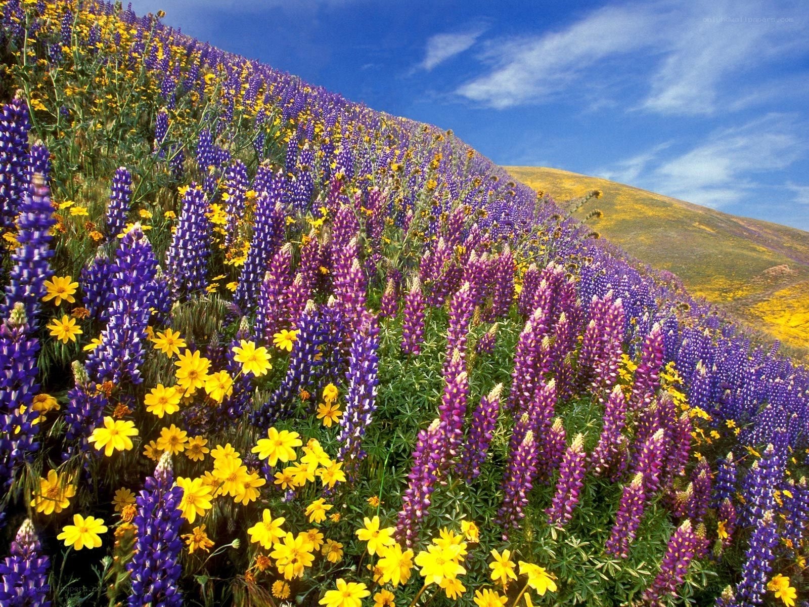 Colorful wildflower field