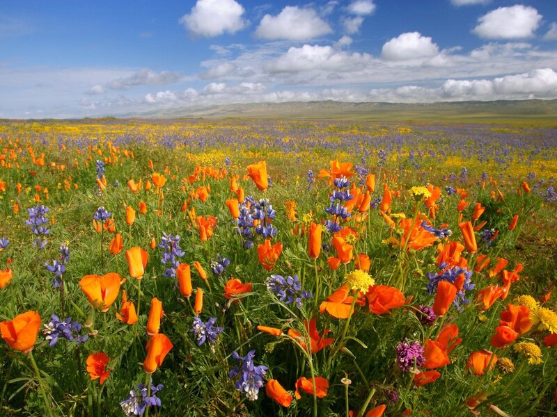 Colorful wildflower field