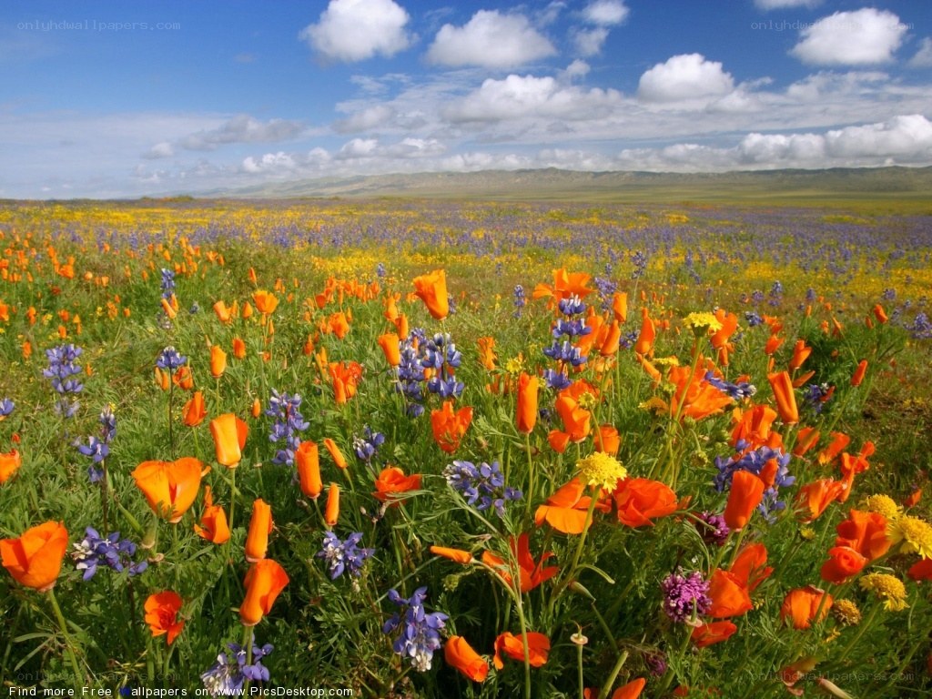 Colorful wildflower field