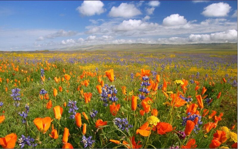 Colorful wildflower field