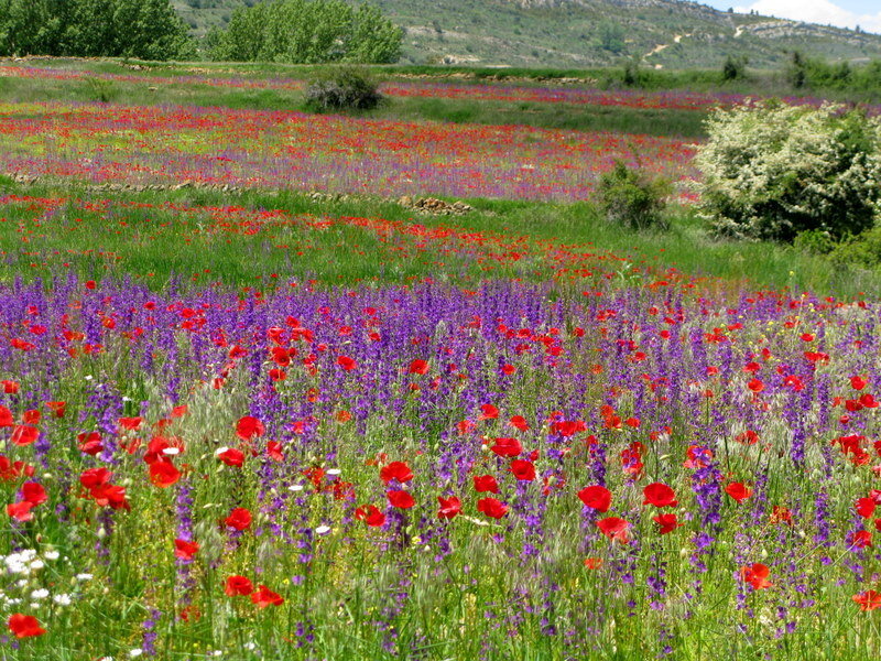 Colorful wildflower field
