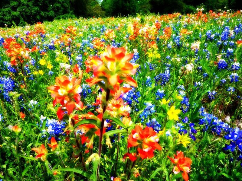 Colorful wildflower field