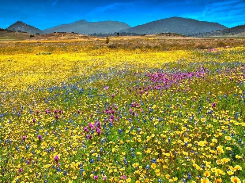 Colorful wildflower field