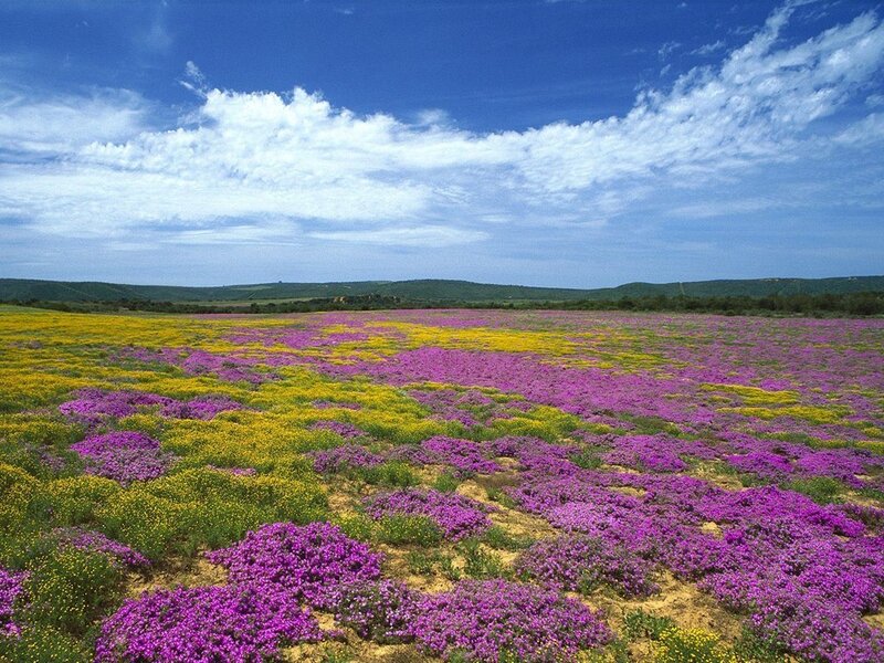 Colorful wildflower field