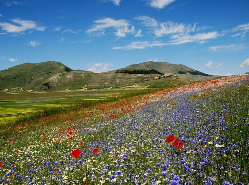 Colorful wildflower field
