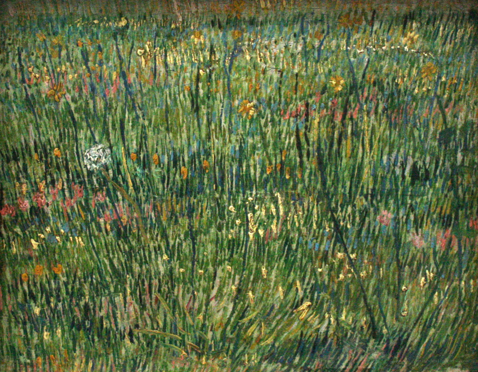Colorful wildflower field
