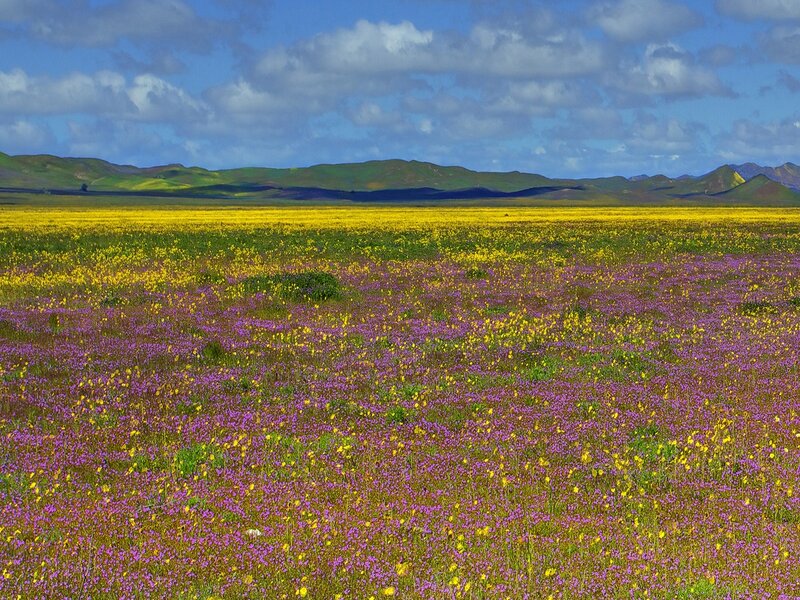 Colorful wildflower field