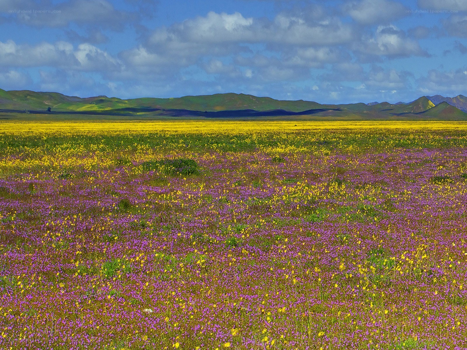 Colorful wildflower field