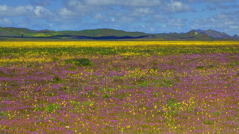 Colorful wildflower field