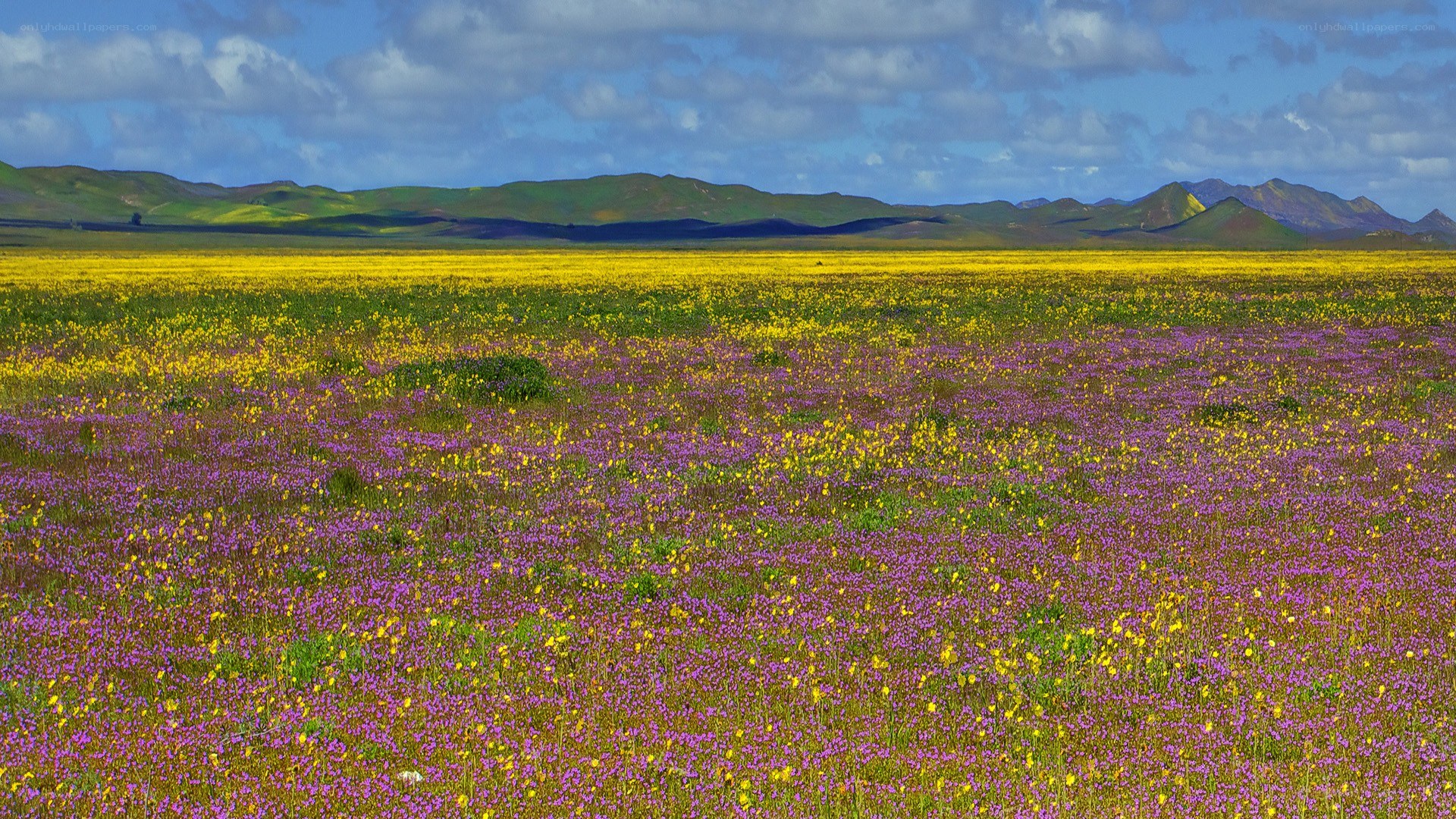 Colorful wildflower field