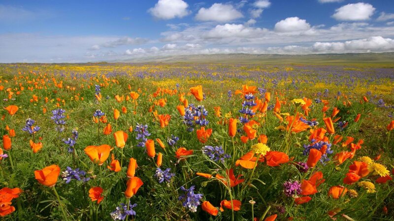 Colorful wildflower field