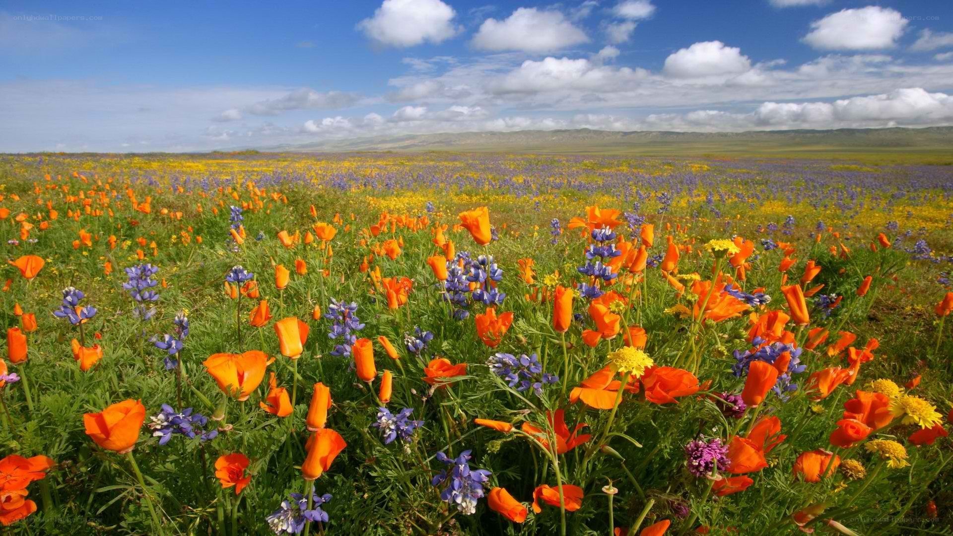 Colorful wildflower field