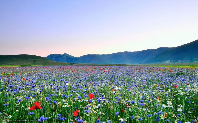 Colorful wildflower field at sunset
