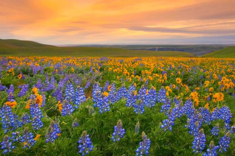 Colorful wildflower field at sunset