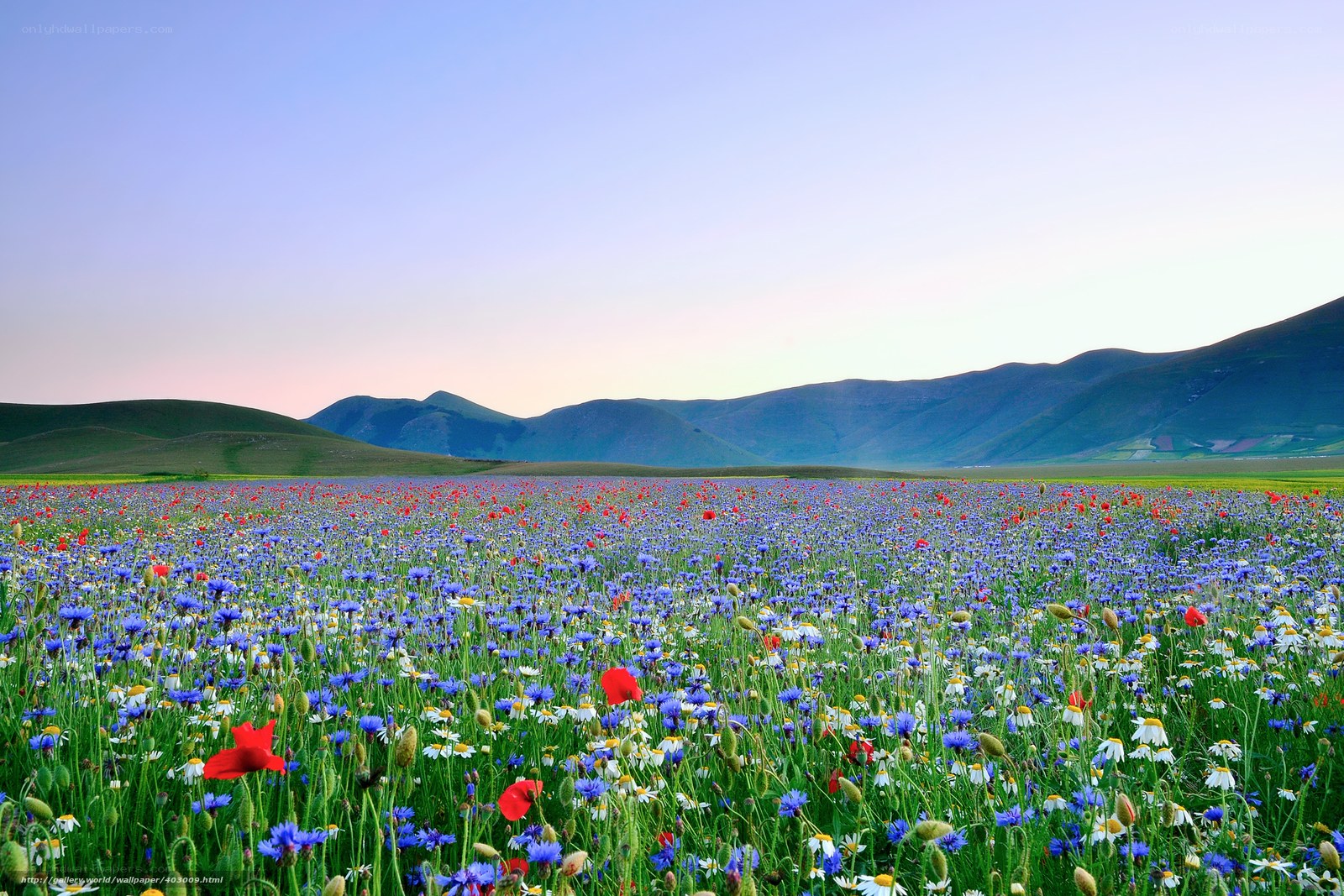 Colorful wildflower field at sunset