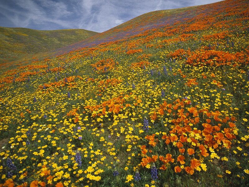 Colorful wildflower field on a hillside