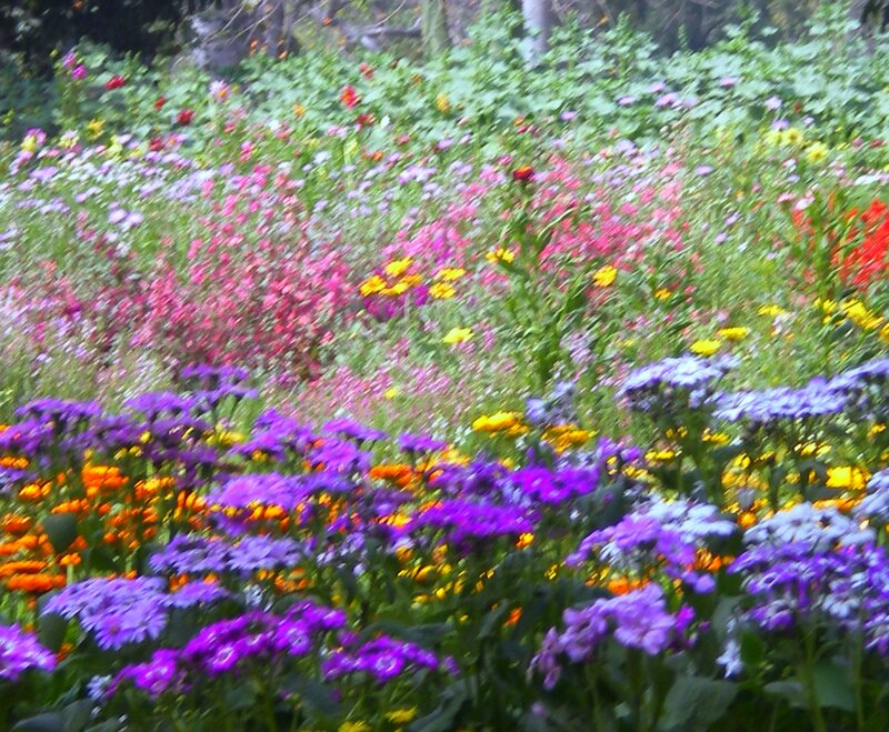 Colorful Wildflower Field — Purple