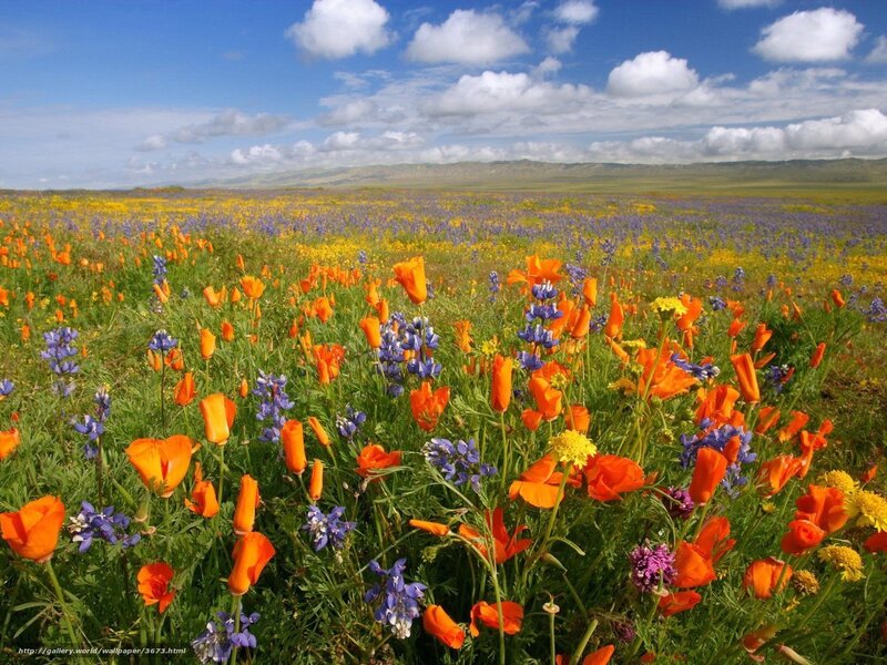 Colorful wildflower field