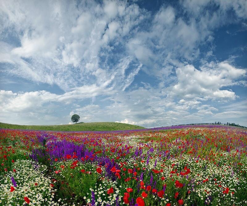 Colorful wildflower field under blue sky