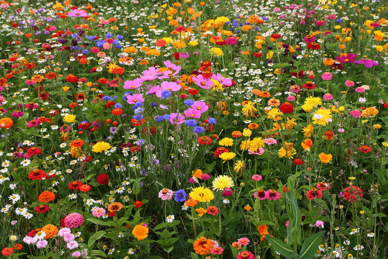 Colorful Wildflower Field — Yellow