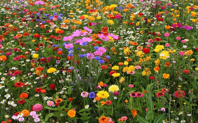 Colorful Wildflower Field — Yellow, Vibrant, Summer, Photograph