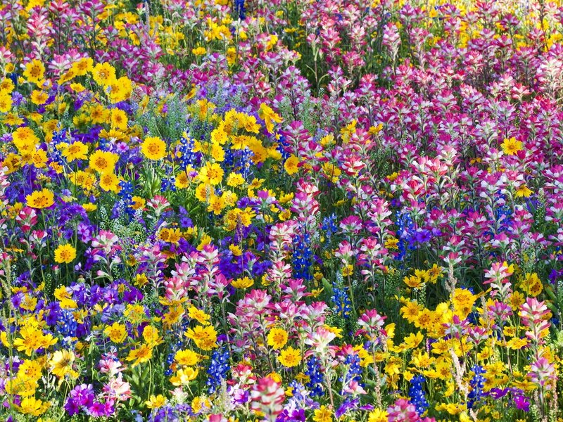 Colorful Wildflower Field — Yellow, Vibrant, Summer