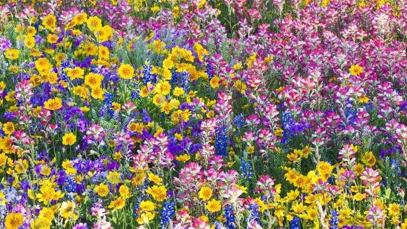Colorful Wildflower Field — Yellow, Vibrant