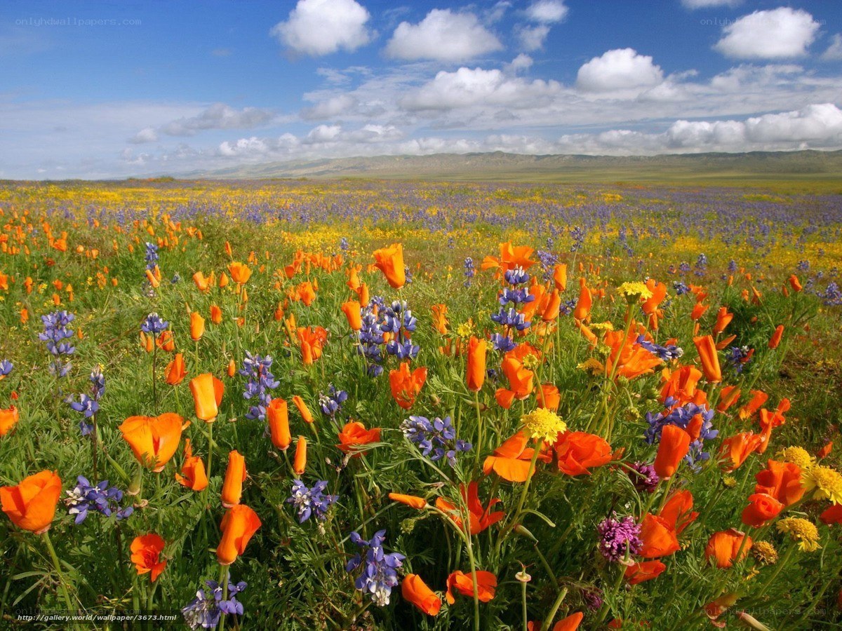 Colorful wildflower field