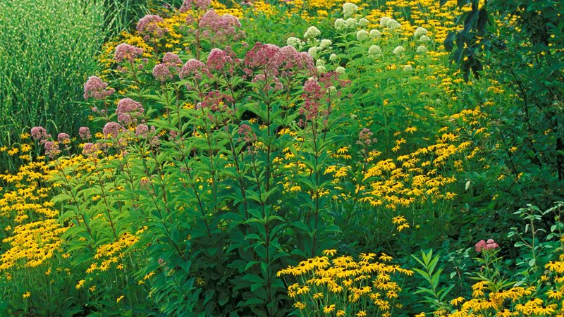colorful wildflower garden