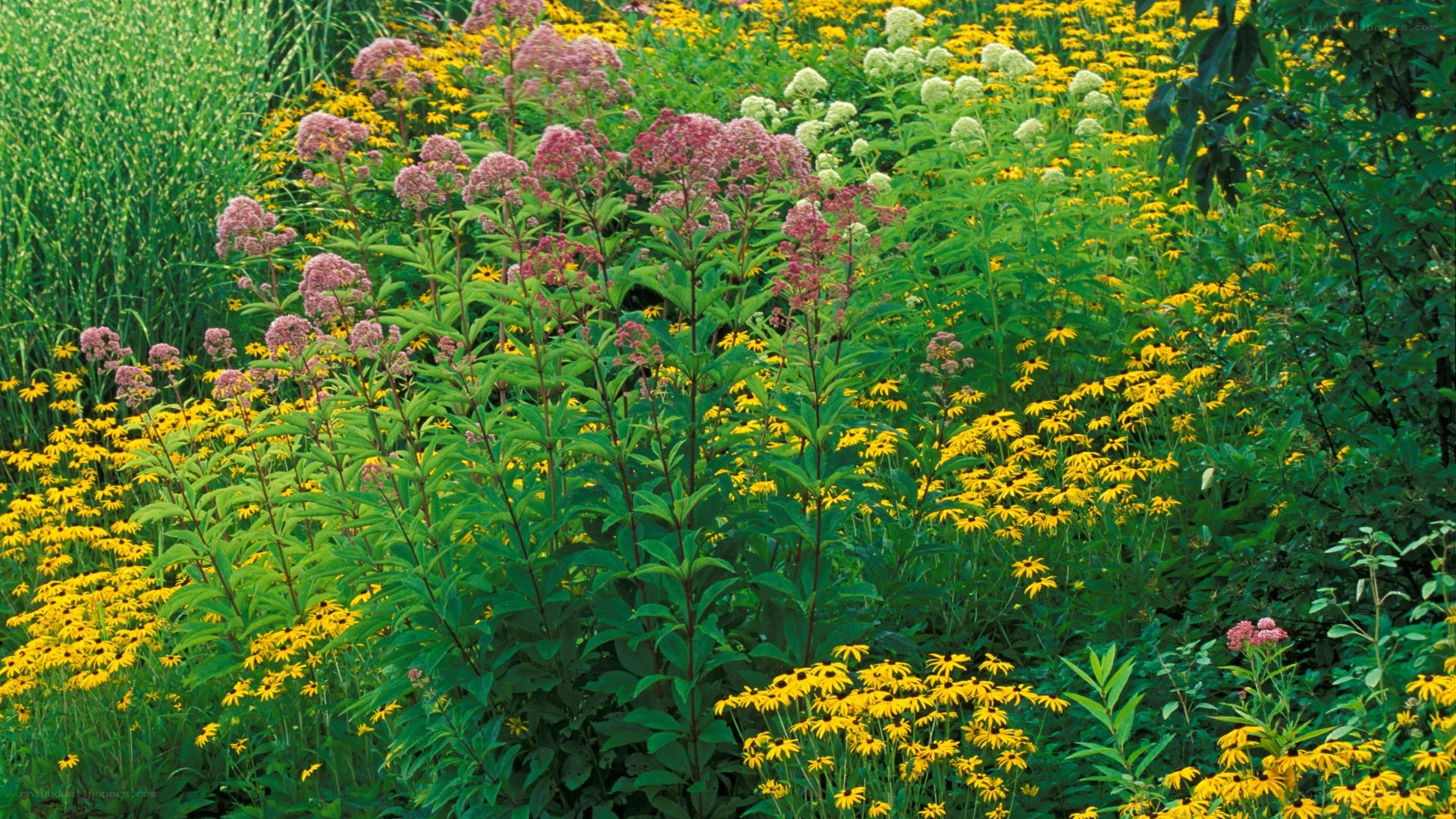 colorful wildflower garden