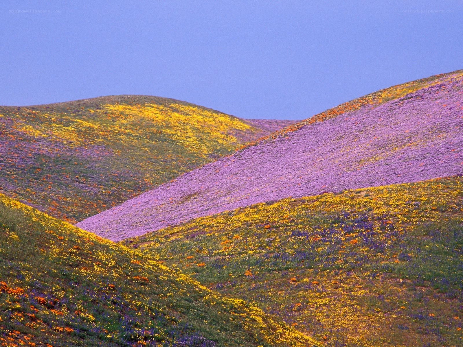 Colorful wildflower hills