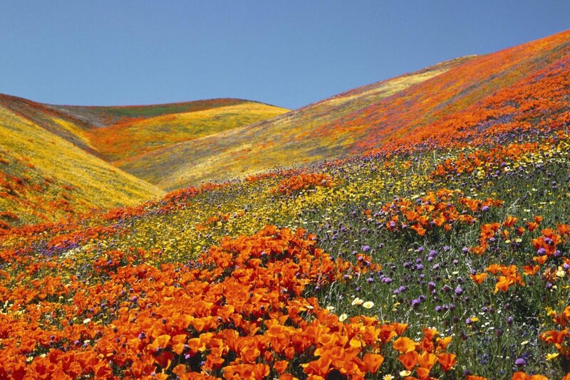 Colorful wildflower hills