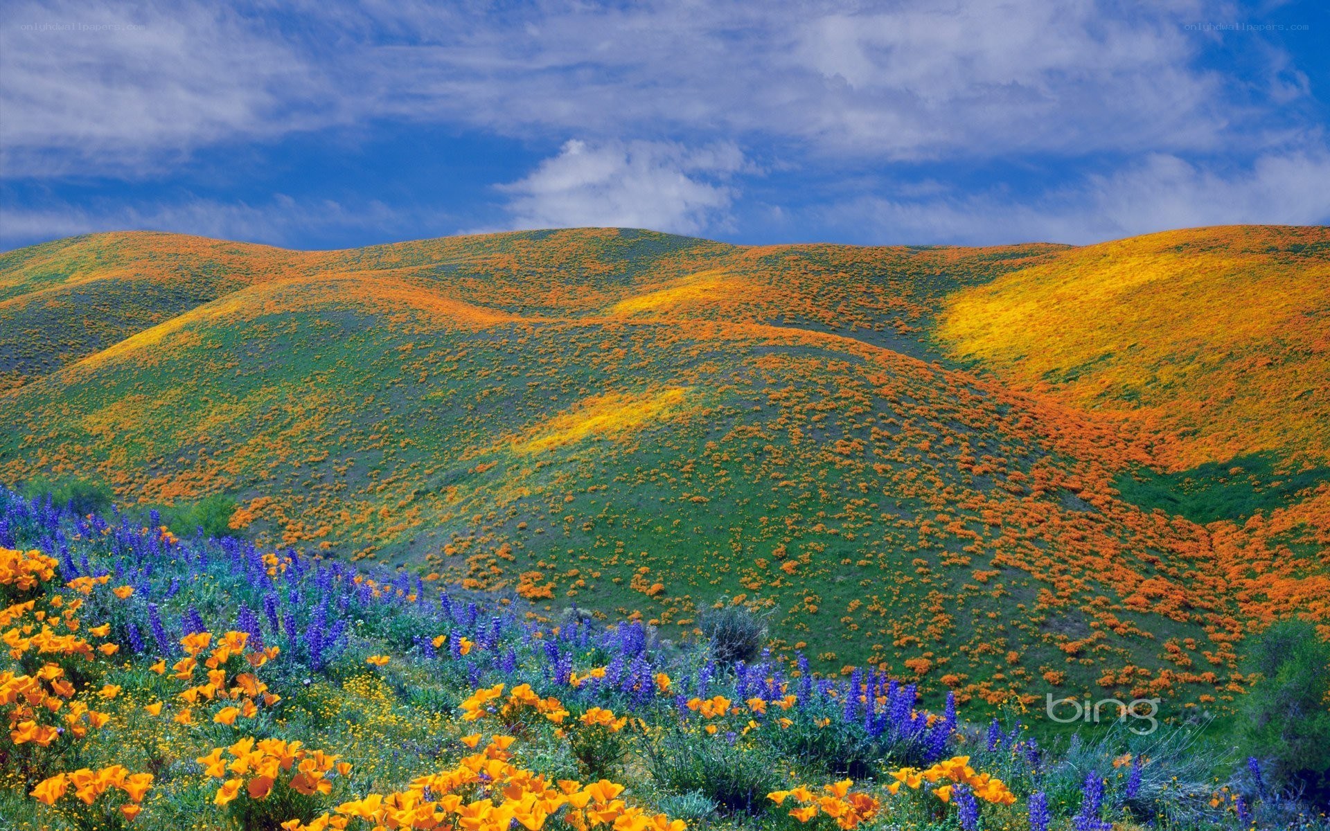 Colorful wildflower hills