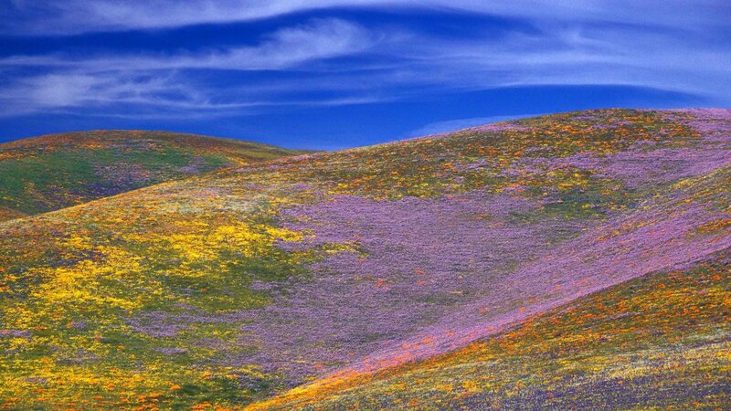 Colorful wildflower hills