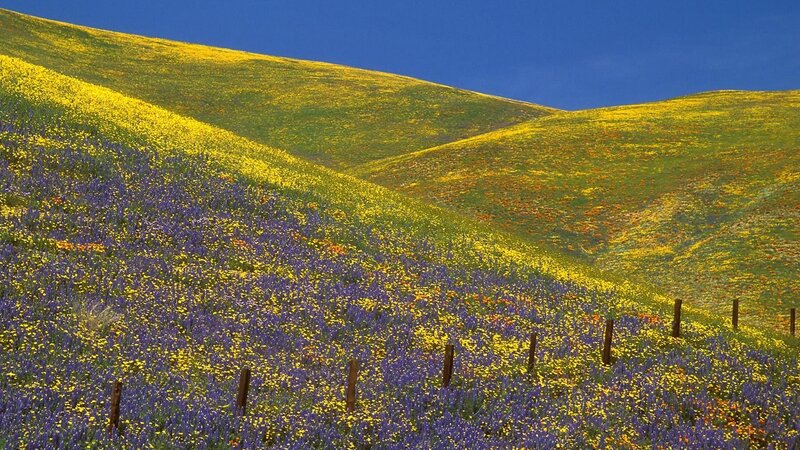 Colorful wildflower hills