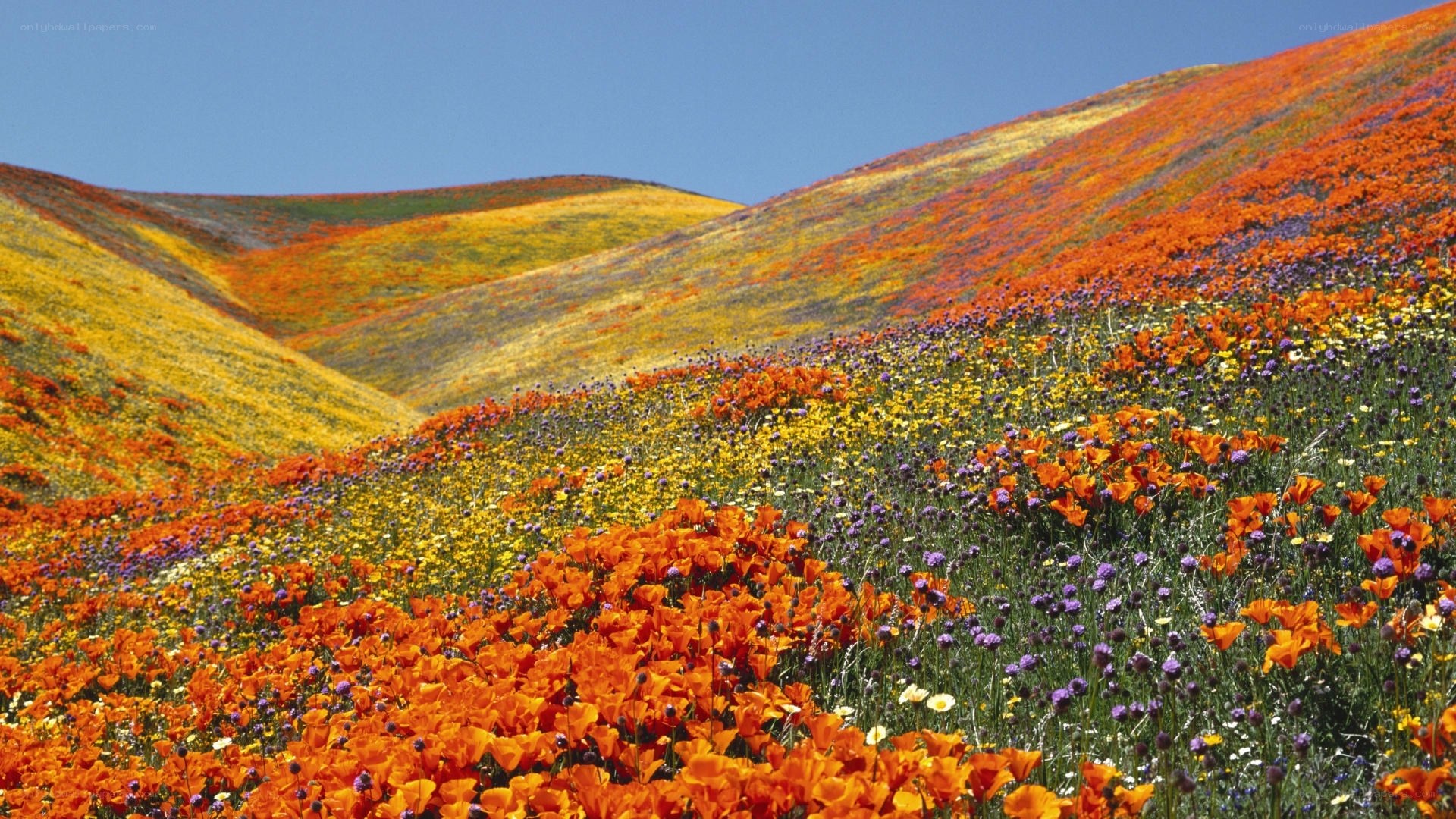 Colorful wildflower hills