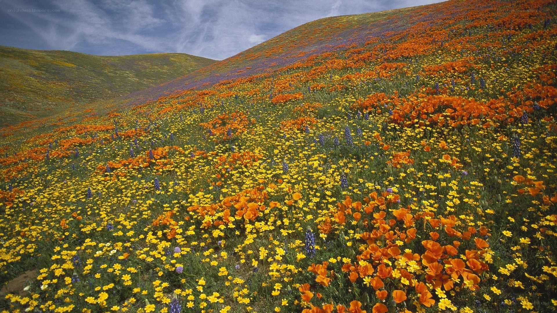 Colorful wildflower hillside