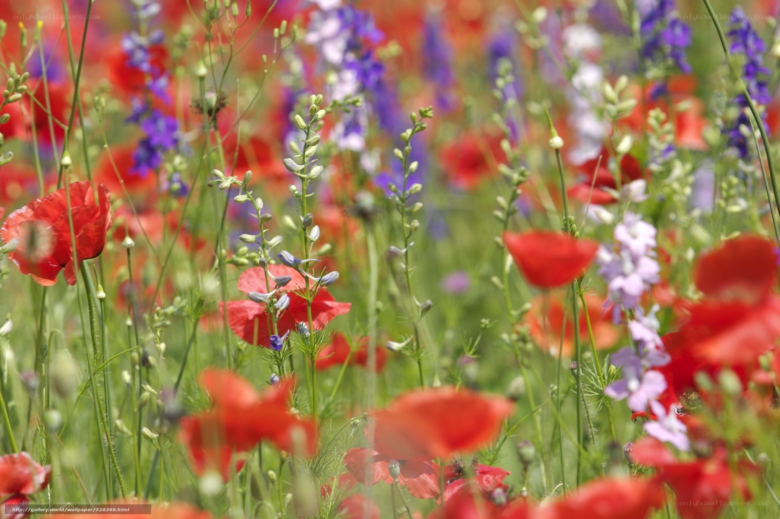 Colorful wildflower meadow