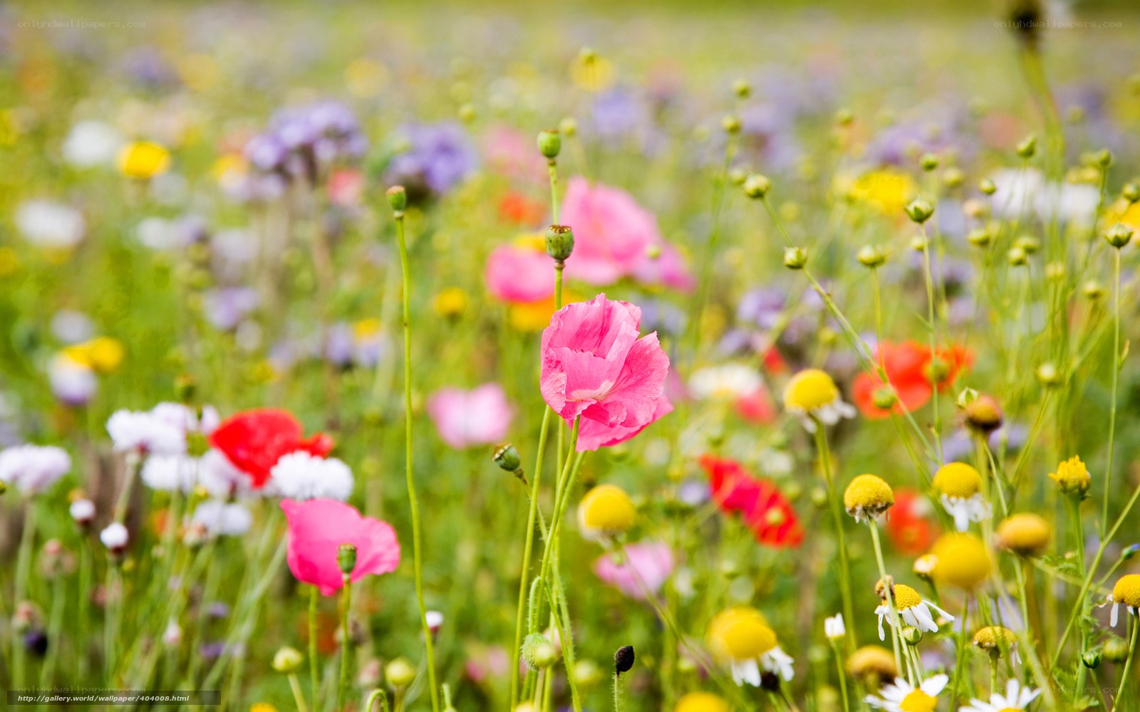 Colorful wildflower meadow