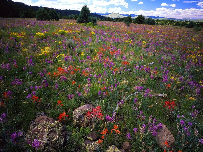 Colorful wildflower meadow