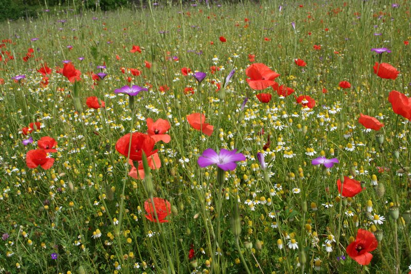 Colorful wildflower meadow
