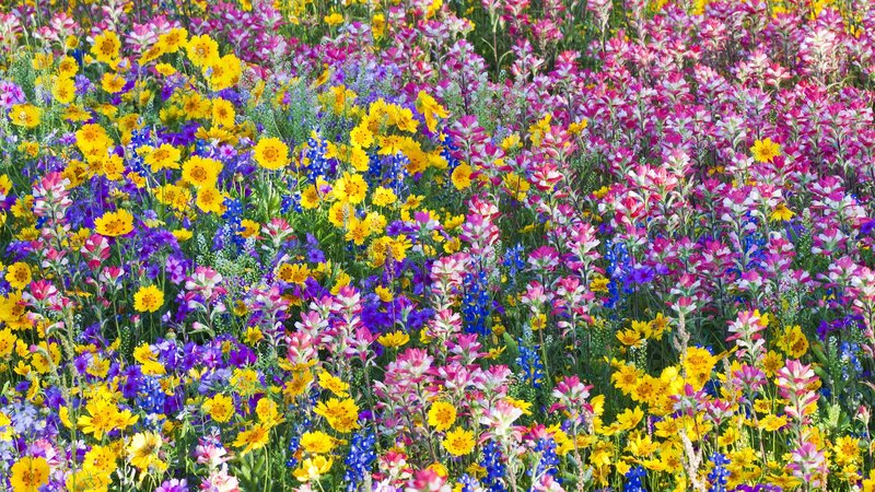 Colorful wildflower meadow