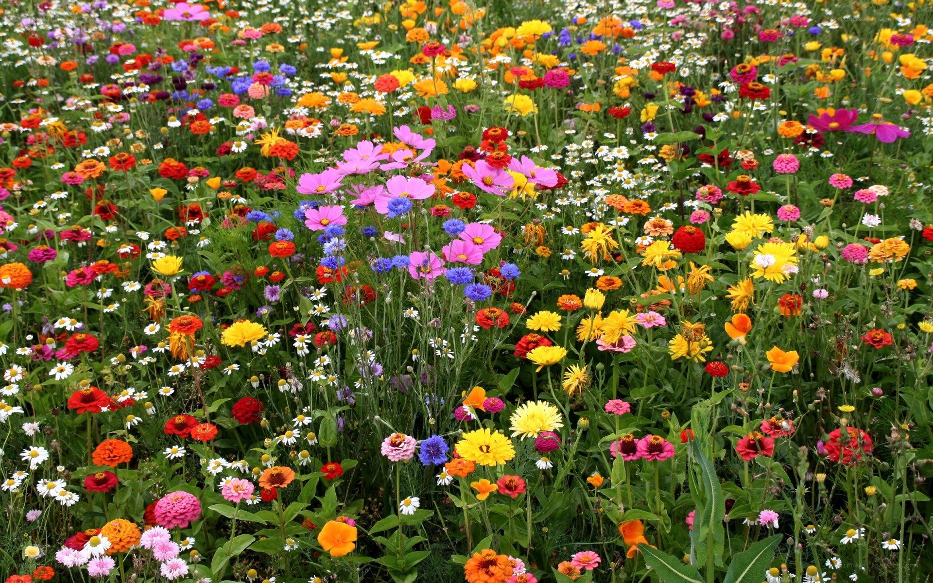 Colorful wildflower meadow