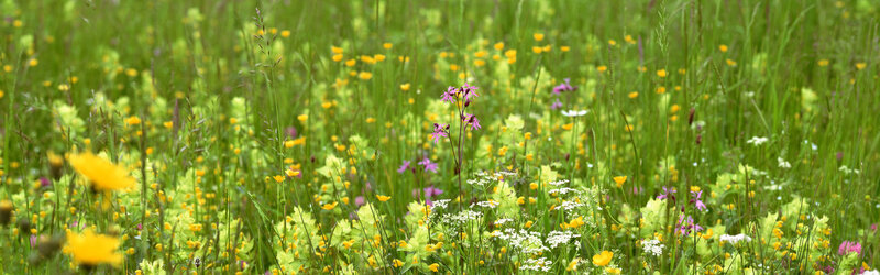 Colorful wildflower meadow