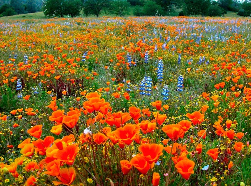 Colorful wildflower meadow