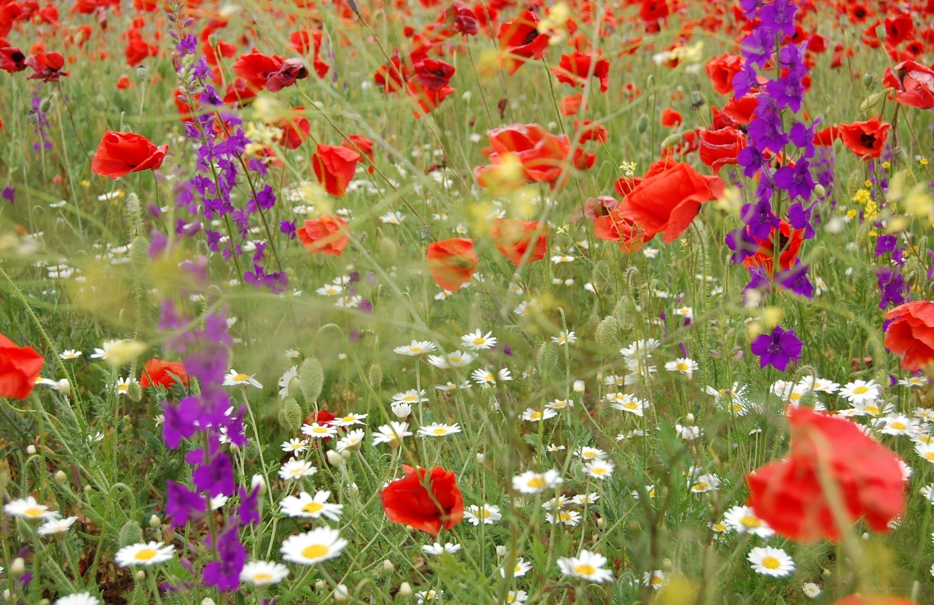 Colorful wildflower meadow