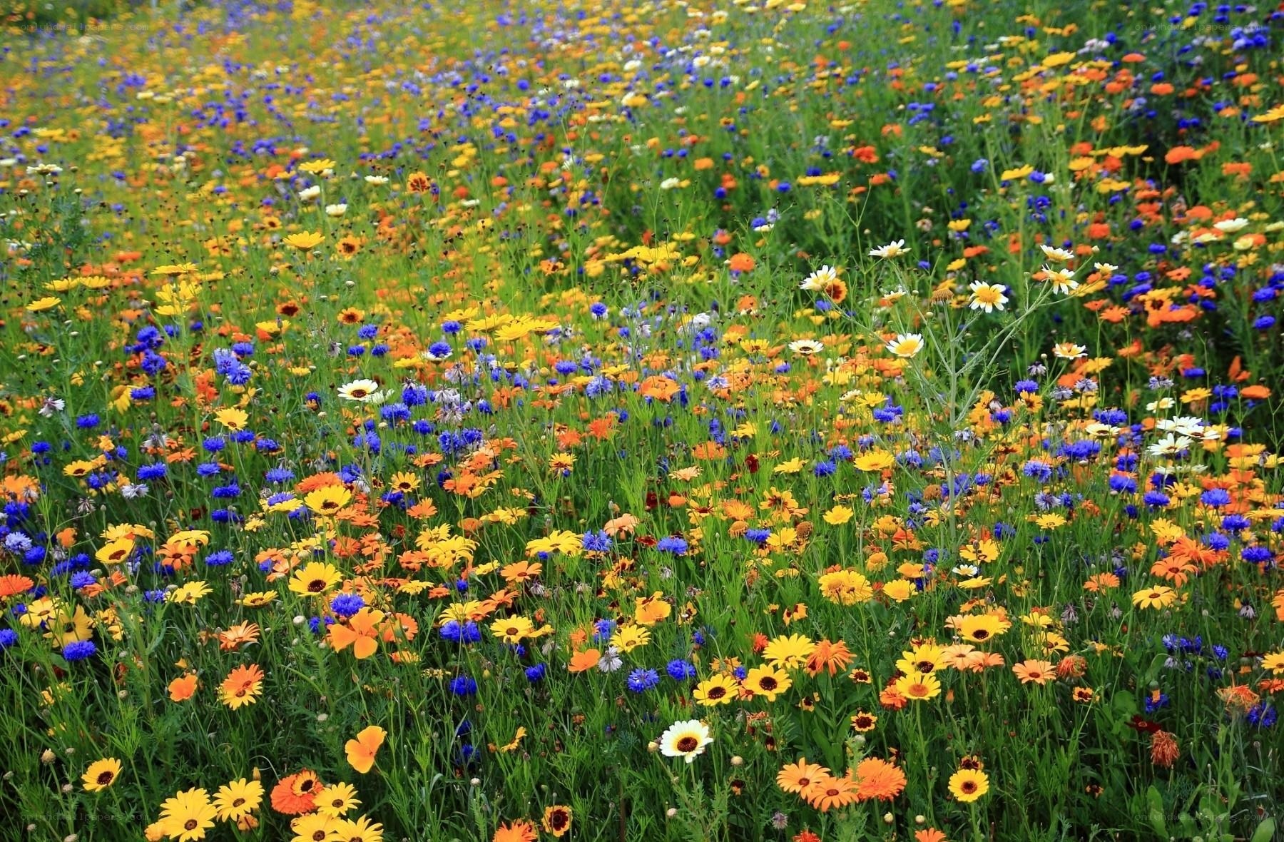 Colorful wildflower meadow