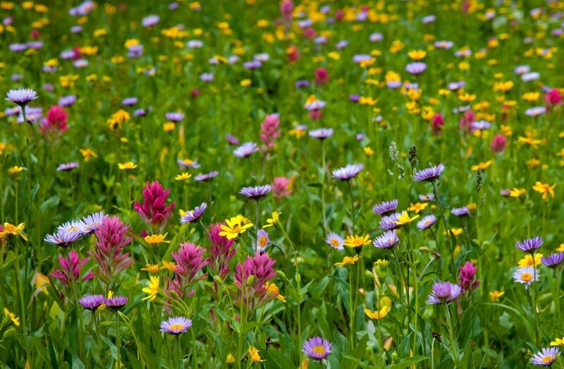 Colorful wildflower meadow