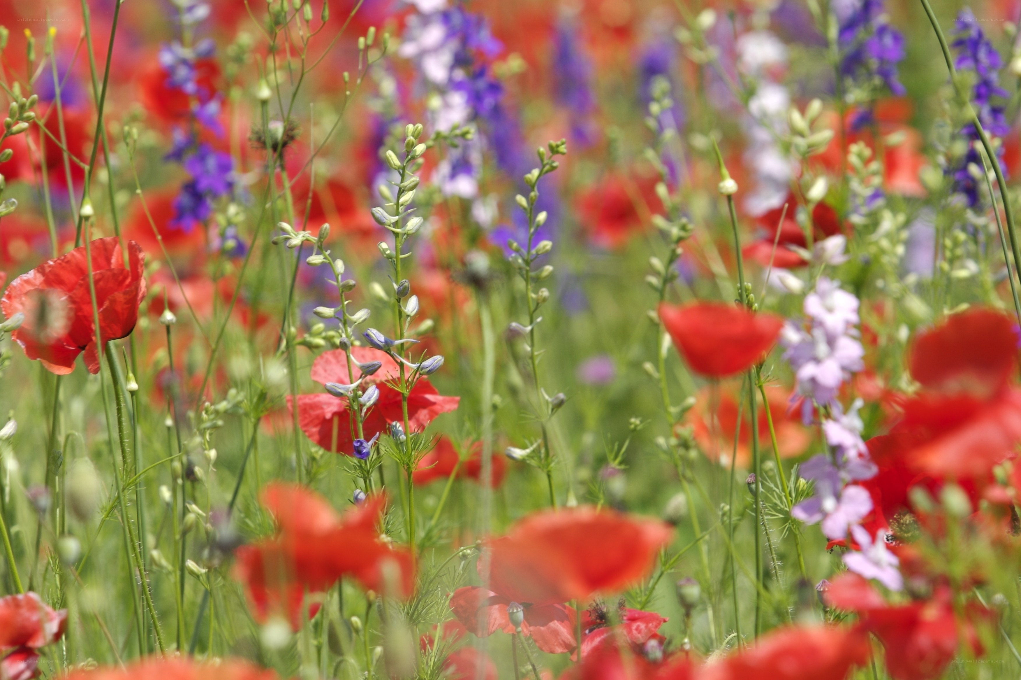 Colorful wildflower meadow